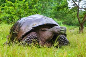 Visit the tortiose breeding centre in Isla Isablea