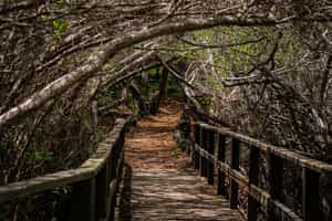 Hike along the trails of isabela Island