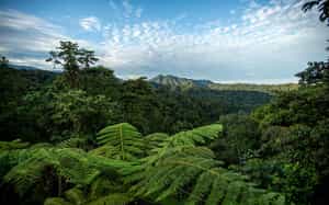 Take in the views on a Amazon forest canopy walk