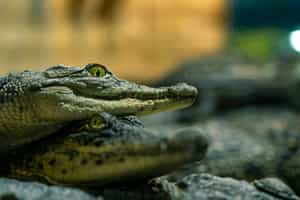 Head out on a nighttime caiman spotting expedition