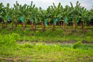 Experience a traditional farm tour with locals