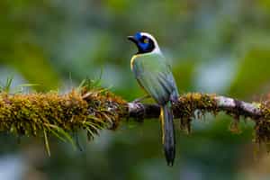 Search for the many bird species of Otavalo