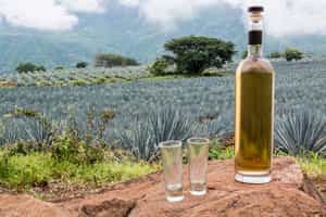 Visit the Casa Agave Museum in Quito