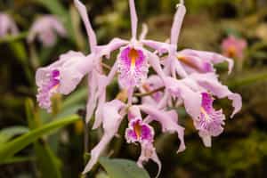 Visit the Botanical Gardens of Quito