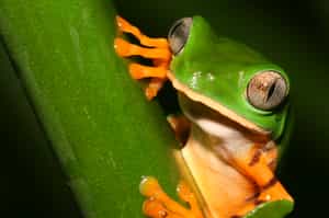 Spot colourful insects and frogs in the Amazon