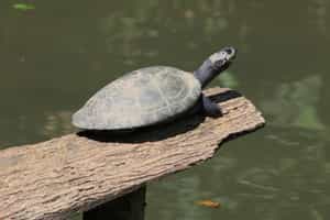 Learn about the charapa turtle breeding project