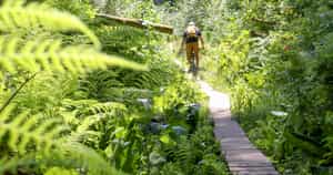 Get moving and cycle through the Iguazu Rainforest