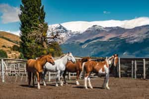 Ride on horseback through the Cloud Forest
