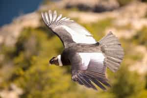 Spot soaring Andean condors in Torres Del Paine