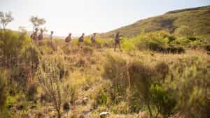 Spot smaller wildlife on a Mossel Bay bush walk