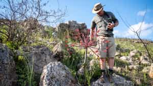 Discover Mossel Bay's diverse floral kingdom