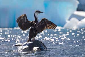 Spy sea birds from shore or by boat in Antarctica