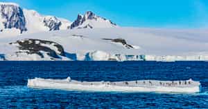 Watch for Adelie Penguins in the Antarctic Sound