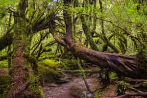 Hike in Carretera national parks and forests