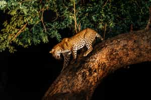 Spot wildlife on a night game drive in Lewa Downs