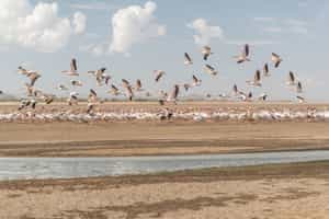 Go on a birding safari around Lake Eyasi