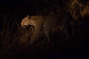 Spot wildlife on a night game drive in Madikwe