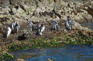Visit the Islotes de Puñihuil Natural Monument