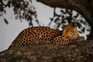 Spot wildlife on a night game drive in Phinda