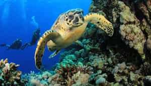 Go scuba diving at Sodwana Bay