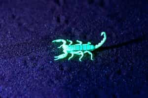 Spot scorpions on a night walk in Sossusvlei