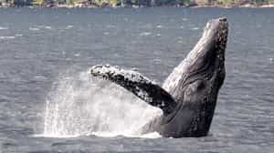 Visit Francisco Coloane Marine Park, Punta Arenas