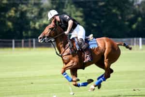 Have a polo lesson with a pro in Buenos Aires