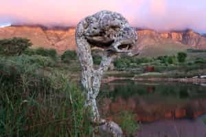 Visit Dylan Lewis Sculpture Garden, Stellenbosch