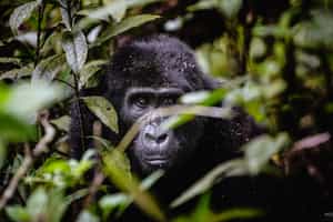 Trek through Mgahinga to find mountain Gorillas