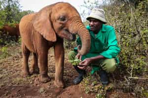 The Sheldrick Wildlife Trust elephants at Ithumba