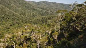 Explore the wilderness of the Maromizaha Reserve