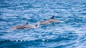Spot dolphins on a Mafia Island marine safari
