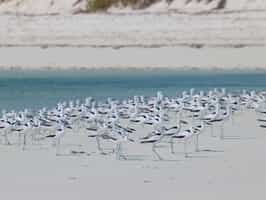 Spot diverse migratory birds in Mafia Island