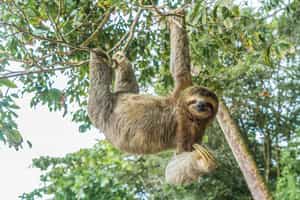 Take a rainforest hanging bridges and sloths tour