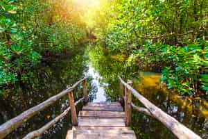 Explore the mangroves of Jozani Forest