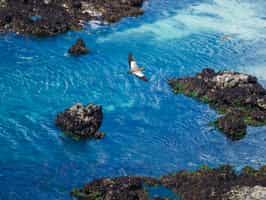 Spot Chiloé Island's unique bird wildlife