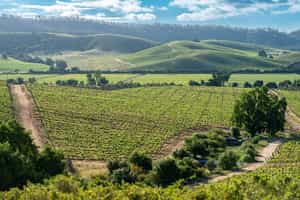 Take a wine tour in Casablanca valley, Santiago