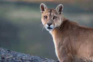 Search for puma and a variety of wildlife