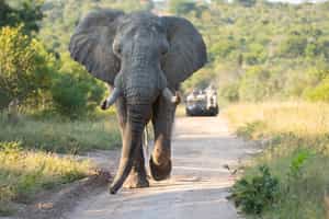 Track wildlife on a game drive in Mossel Bay