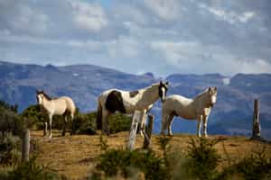Explore the Puerto Natales landscape on horseback