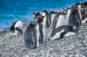 See the penguins of Isla Magdalena in Punta Arenas