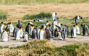 Visit the king penguin colony of Tierra del Fuego