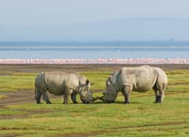 Track Lake Nakuru's wildlife on a game drive