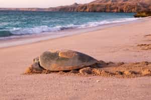 Visit the Ras AI Jinz Turtle Reserve in Sur