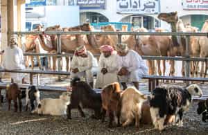 Visit the Sinaw livestock market in Wahiba Sands