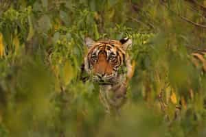 Periyar National Park