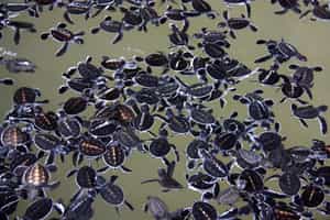 Visit the turtle hatchery in Bentota