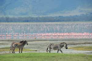 Ngorongoro Crater