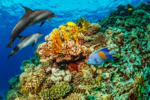 Encounter dolphins & turtles snorkeling in Komodo