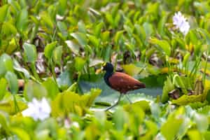 Visit the Caño Negro National Wildlife Refuge